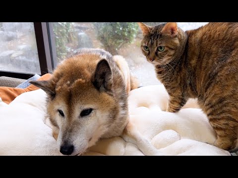 【犬と猫大家族】初雪が降った日はこうなりました(YouTube)