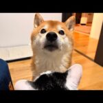 【前半】柴犬さん、寒いけどお外に行きたいしオヤツ食べたい配信(YouTube)
