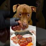 食欲がヤバすぎるピットブル(YouTube)