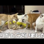 今までありがとうございました！2匹の保護犬が新しい家族のもとへ旅立って行きました！！(YouTube)