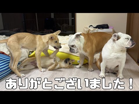 今までありがとうございました！2匹の保護犬が新しい家族のもとへ旅立って行きました！！(YouTube)