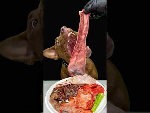 もはや何を食べてるかわからない速さで食べるピットブルw(YouTube)