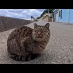 道路に座ってた猫が人を見た瞬間、防波堤に上って甘えてきた(YouTube)