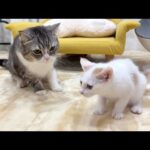 ついにボス猫と初対面したらいつもヤンチャな子猫が緊張しすぎてこうなっちゃいました…笑(YouTube)