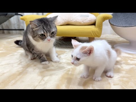 ついにボス猫と初対面したらいつもヤンチャな子猫が緊張しすぎてこうなっちゃいました…笑(YouTube)