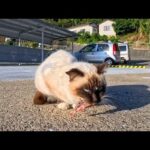 魚をくわえたまま固まる猫(YouTube)