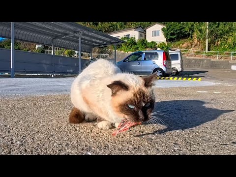 魚をくわえたまま固まる猫(YouTube)