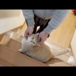 たまにお父さんのことが本当に興味がなくなる猫(YouTube)