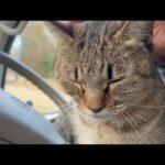寒いので猫を車の中に入れて置きました(YouTube)