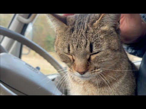 寒いので猫を車の中に入れて置きました(YouTube)