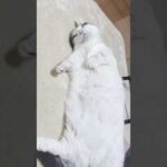 やっぱり親子(YouTube)