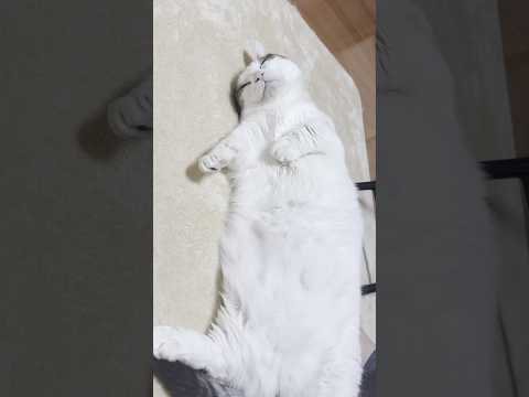 やっぱり親子(YouTube)