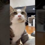 甘エビの尻尾？(YouTube)