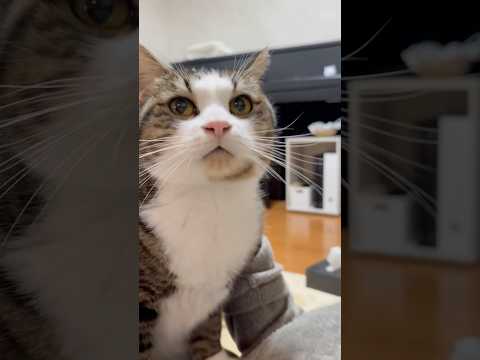 甘エビの尻尾？(YouTube)