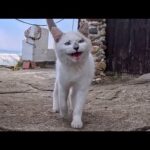 島のカフェからひょっこり登場した白猫ちゃん、可愛すぎて悶絶…(YouTube)