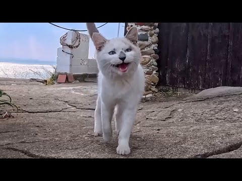 島のカフェからひょっこり登場した白猫ちゃん、可愛すぎて悶絶…(YouTube)