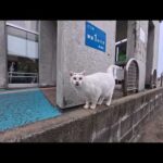 【今週の感動猫動画 2026/1/4w】今週撮った未公開猫動画まとめて公開-unreleased video of this week(YouTube)