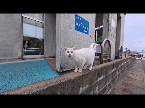 【今週の感動猫動画 2026/1/4w】今週撮った未公開猫動画まとめて公開-unreleased video of this week(YouTube)