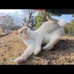 おこげの白猫ちゃんがモフる隙を与えないほど激しく転げ回る(YouTube)