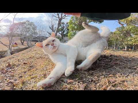 おこげの白猫ちゃんがモフる隙を与えないほど激しく転げ回る(YouTube)