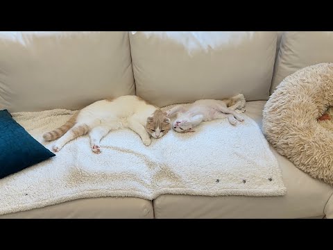 初めて後輩猫たちだけで留守番してる様子を隠し撮りしたらまさかのこうなってました…(YouTube)