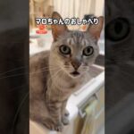 マロちゃんのおしゃべりが可愛すぎる！ #shorts(YouTube)