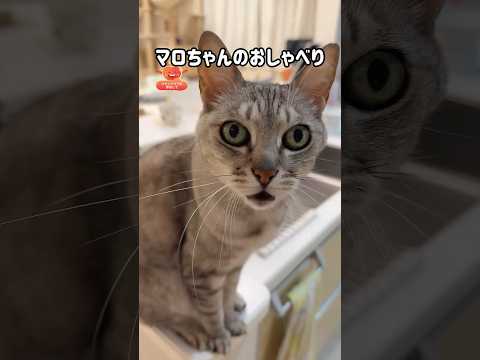 マロちゃんのおしゃべりが可愛すぎる！ #shorts(YouTube)