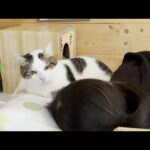 娘と一緒に昼寝をしようとする猫(YouTube)