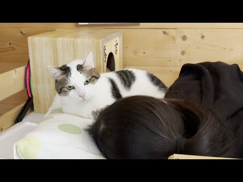 娘と一緒に昼寝をしようとする猫(YouTube)