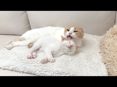 保護した子猫が生まれて初めて先輩に毛繕いしてもらったら幸せすぎてこうなっちゃいました…(YouTube)