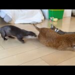 猫が撫でられるのに嫉妬しまくるカワウソ The otter is jealous as hell that the cat is getting petted(YouTube)