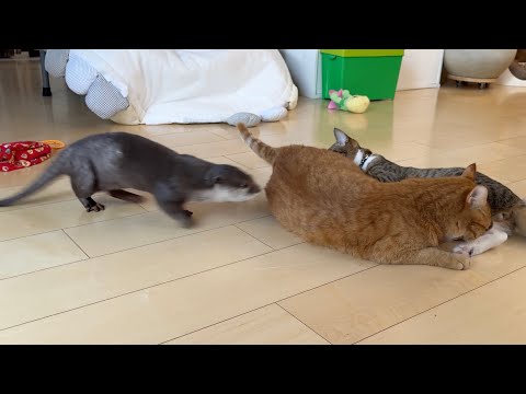 猫が撫でられるのに嫉妬しまくるカワウソ The otter is jealous as hell that the cat is getting petted(YouTube)