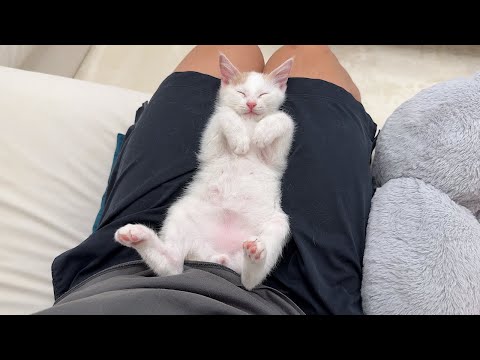 保護した子猫に懐かれすぎて一日中離れてくれずにこうなっちゃいました…(YouTube)