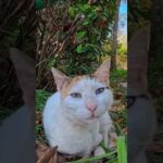公園で寝ていた猫ちゃん、人の気配に気づくと起きて自分からモフられに来たのが可愛すぎた(YouTube)