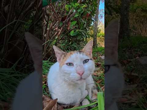 公園で寝ていた猫ちゃん、人の気配に気づくと起きて自分からモフられに来たのが可愛すぎた(YouTube)