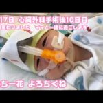 あたち一花  いちかってよんでね 生後17日 心臓外科手術後10日目 ママさん島に戻ります   2026 01 30 2(YouTube)