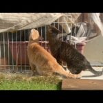 元気になった猫が久しぶりに外へ出る(YouTube)