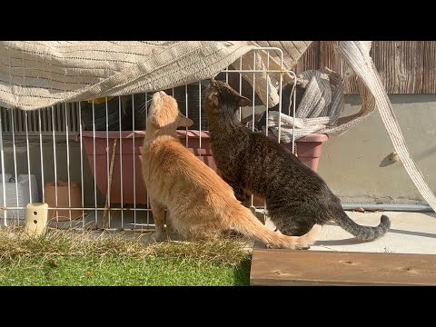 元気になった猫が久しぶりに外へ出る(YouTube)