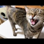 まだ帰って来ないの？と訴えて鳴き、帰ってくると子猫になっちゃう猫が可愛すぎます(YouTube)