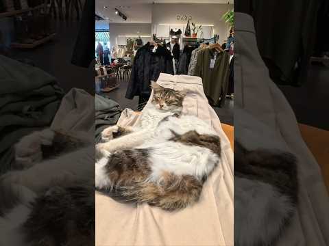 トルコでは猫はどの店も出入り自由?!(YouTube)