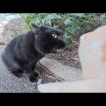 黒猫が声を裏返してアメショー茶シロ猫に喧嘩を売る(YouTube)