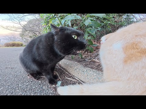 黒猫が声を裏返してアメショー茶シロ猫に喧嘩を売る(YouTube)