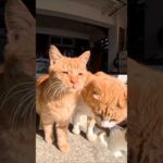 島の港近くの猫の集会に行ってきた(YouTube)