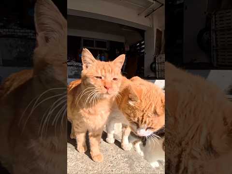 島の港近くの猫の集会に行ってきた(YouTube)