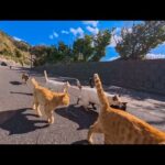 山の上の猫集会に参加した帰り、猫たちが港の近くまで見送りに来てくれた感動の時間🐱(YouTube)