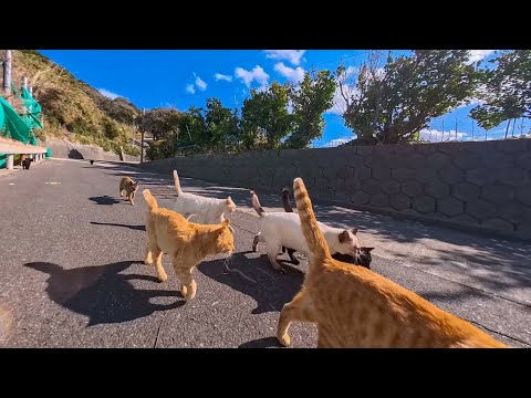 山の上の猫集会に参加した帰り、猫たちが港の近くまで見送りに来てくれた感動の時間🐱(YouTube)