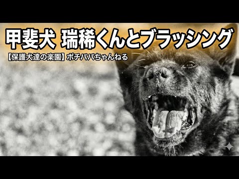 【甲斐犬】瑞稀くんの現在と噛み犬との付き合い方(YouTube)