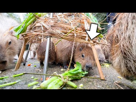 クリスマスツリー型のエサを必死に食べる赤ちゃんカピバラが可愛すぎた！(YouTube)