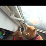 落雪で庭に出られない朝、柴犬たちは…(YouTube)
