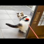 最高気温10℃、外で遊ぶのは「ちょっとイヤ」と思う猫(YouTube)